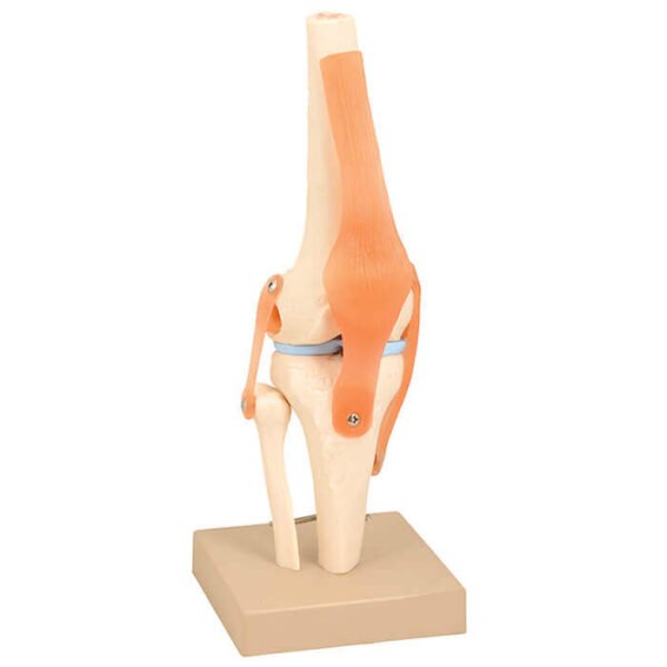 Articulation du genou avec ligaments maroc