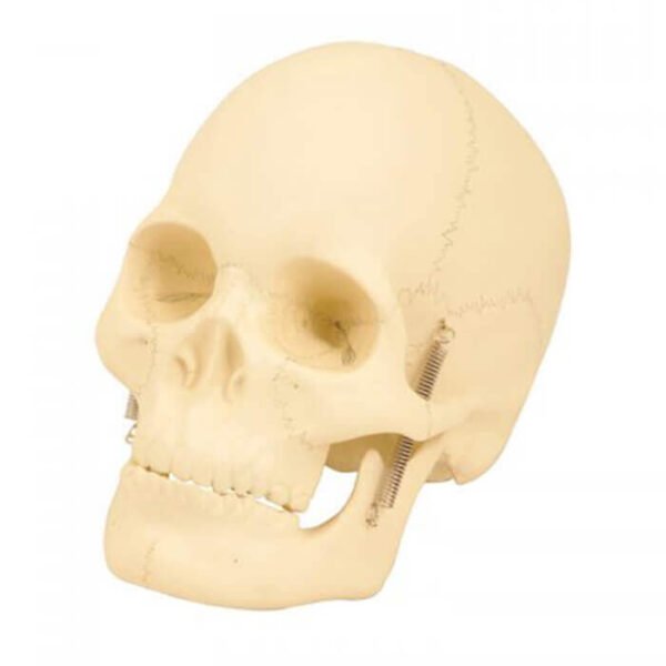 Modèle crâne humain